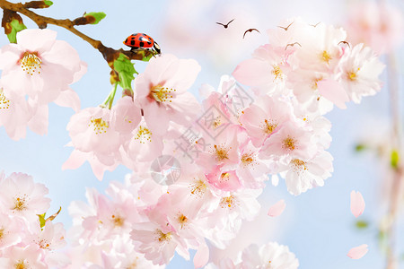 昆虫开花粉嫩樱花设计图片