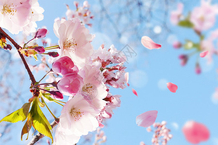 春暖花开天空高清图片素材