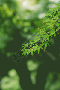 对称园林叶子背景虚化绿色环境清新gif高清图片