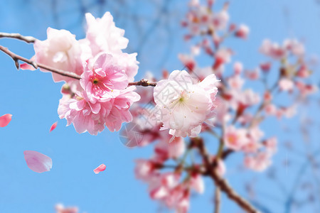 春天浪漫樱花背景图片