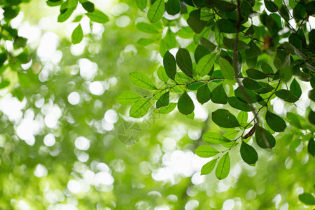 漂浮绿叶自然绿色树叶背景素材gif高清图片