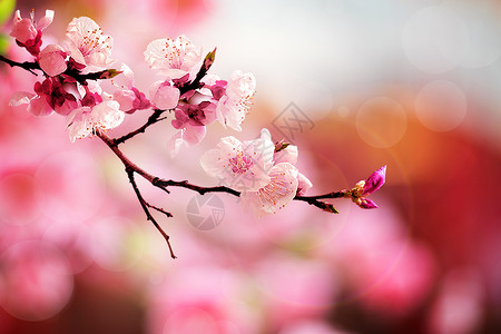 春天桃树春天背景设计图片