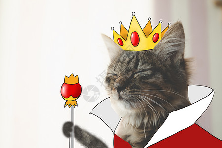 猫国王拟人化摄影插画背景图片