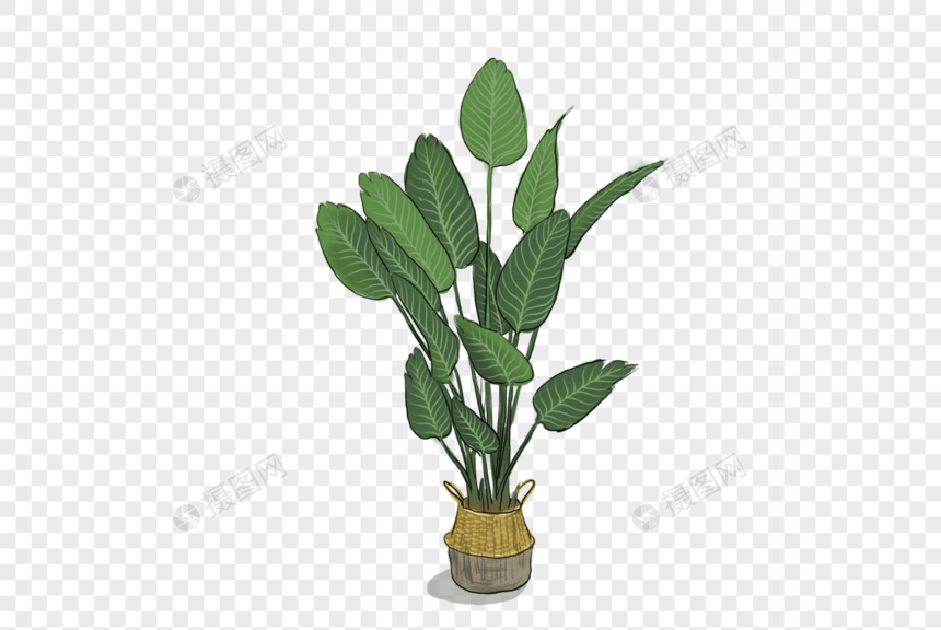 精致绿色植物图片
