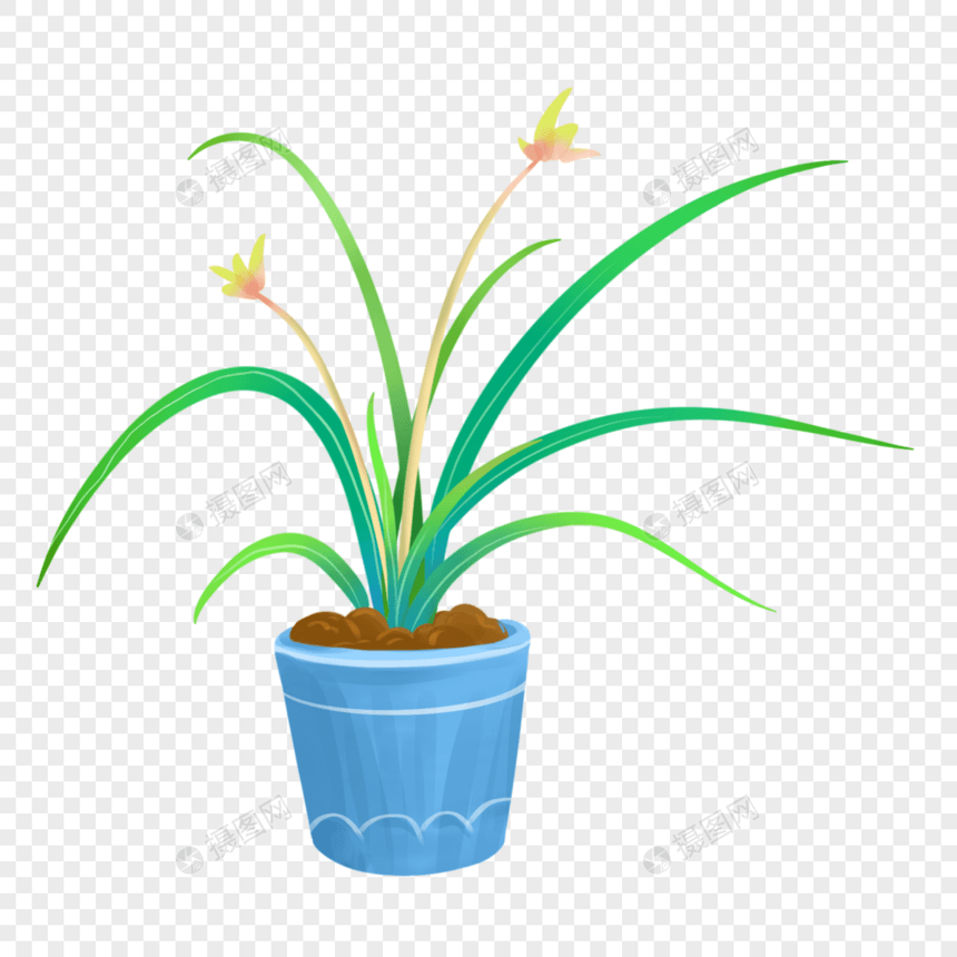 植物盆栽兰花图片