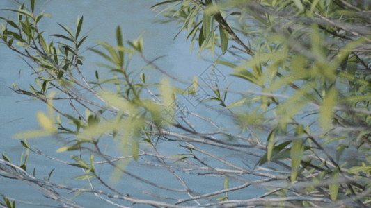 岸边植物湖边的树枝GIF高清图片