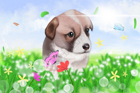 春天的草地上可爱小狗追逐蝴蝶背景图片