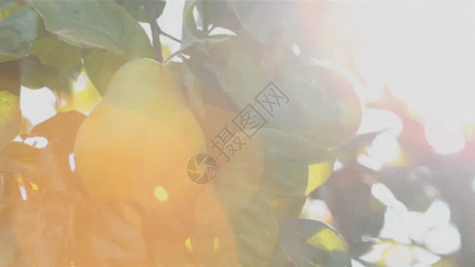 水果阳光梨园鲜梨GIF高清图片