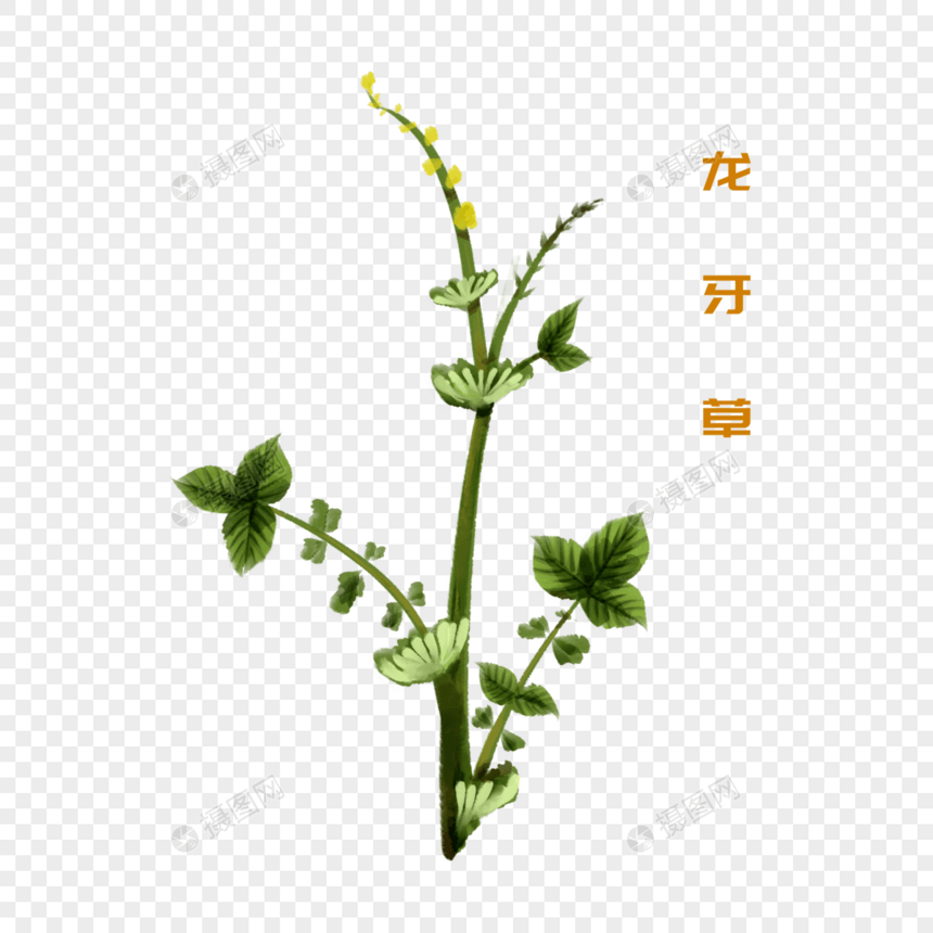 手绘水彩中药材龙牙草图片