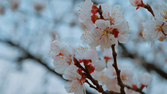 水乡园林美丽桃花GIF高清图片