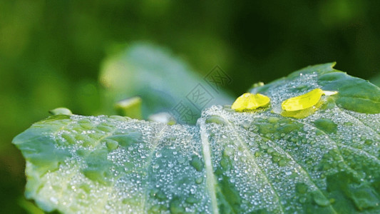 植物背景美丽露珠叶GIF高清图片