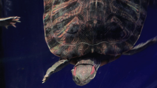 海底乌龟GIF高清图片