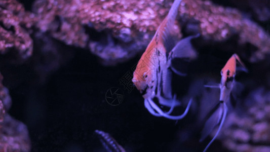 海底珊瑚礁海底金鱼GIF高清图片