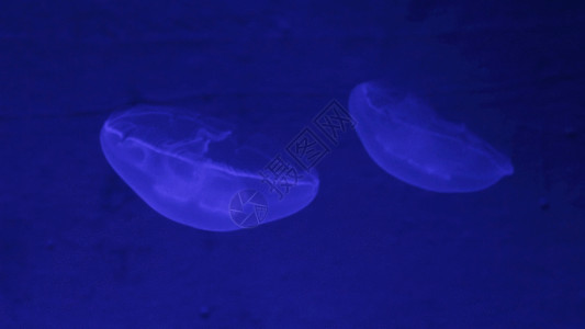 蓝色海底世界海底水母GIF高清图片