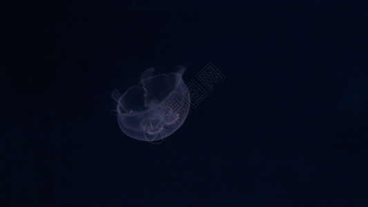 蓝色海底世界水母GIF高清图片