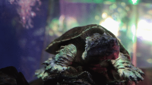 深海乌龟图片