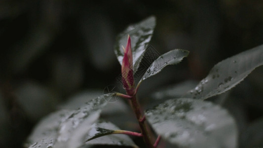 树叶树枝与水滴花叶GIF高清图片