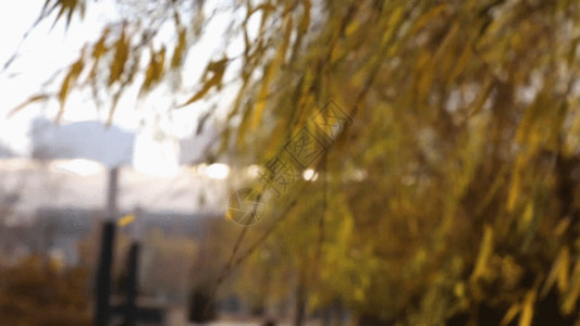 阿富汗一角树枝树叶GIF高清图片