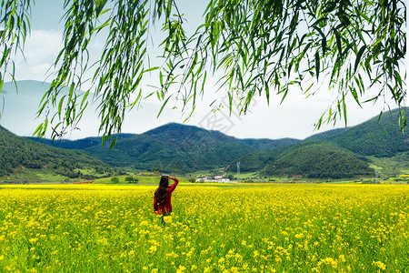 油菜油油菜花开了设计图片