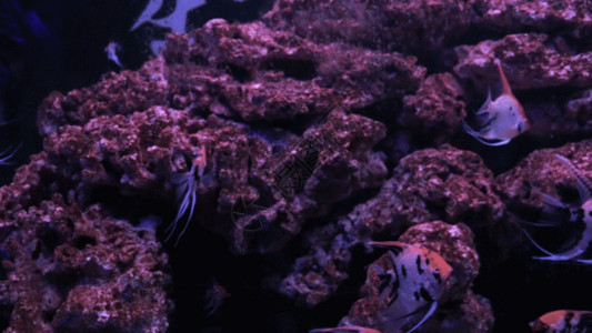世界海洋日珊瑚观赏鱼GIF高清图片