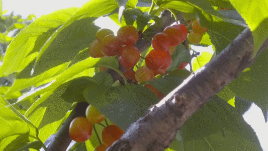 柿子视频GIF图片