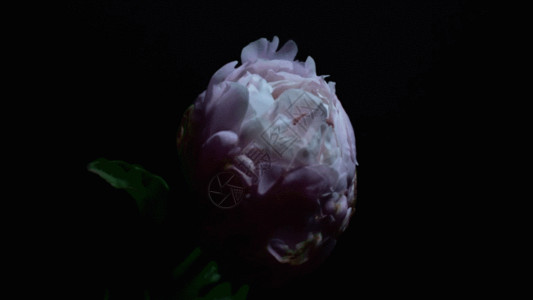 粉红色花朵山茶花盛开GIF高清图片