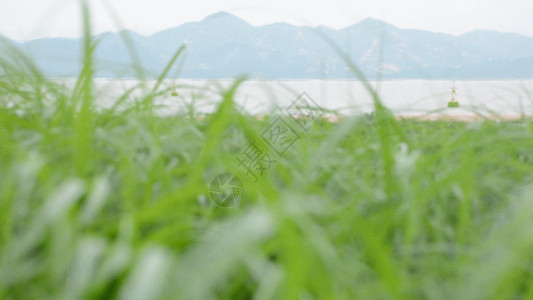 淡绿色草地拍摄海边狗尾巴草GIF高清图片