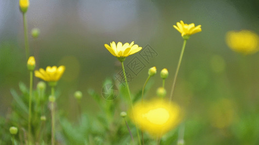 小花鼓花草GIF高清图片