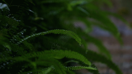 阴雨天树叶景色GIF高清图片