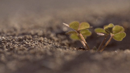沙圈沙地里的爬行蚂蚁实拍GIF高清图片