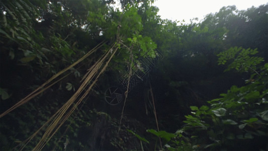 热带雨林植被丛林小溪水流实拍 GIF高清图片