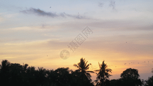 黄昏飞翔的鸟实拍GIF图片