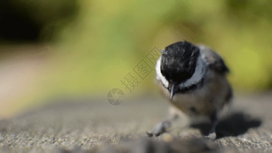小鸟站在枝丫上抓拍麻雀视频GIF高清图片