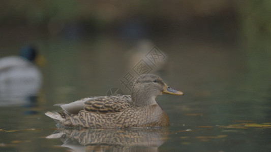 湖水鸭子水面上的鸭子GIF高清图片