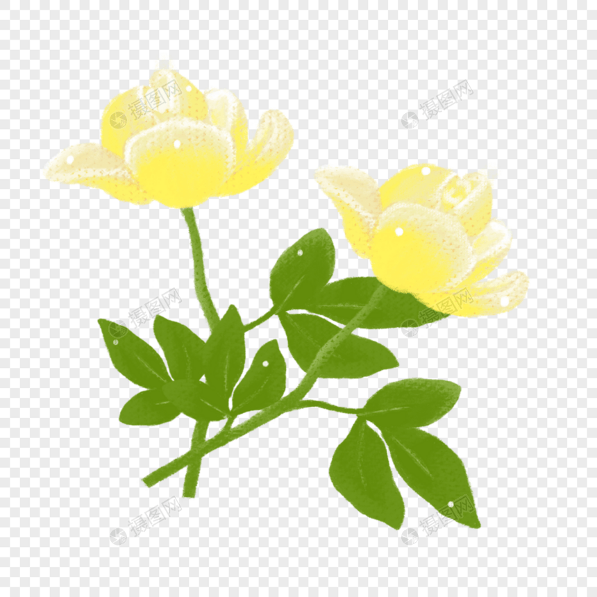 黄玫瑰花卉图片