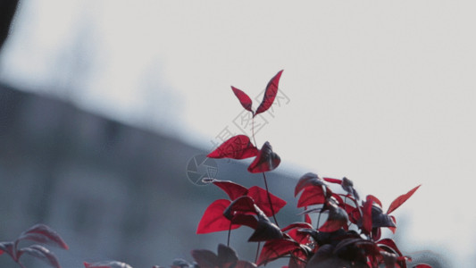 窗台植物风吹动的红色的叶子GIF高清图片