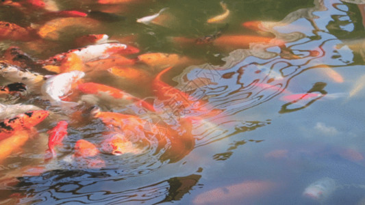 游动的金鱼池塘金鱼GIF高清图片