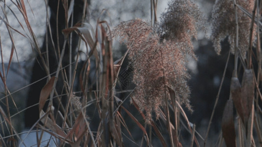 干枯花吹动的芦苇GIF高清图片