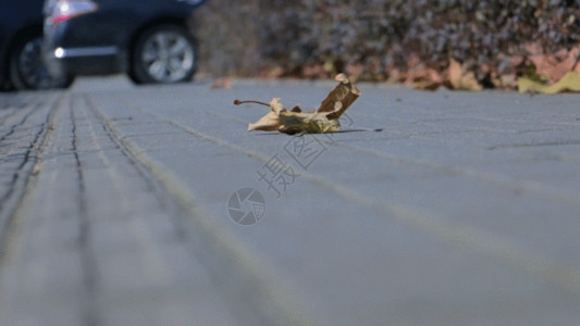越野车枯黄的枫叶被吹动GIF高清图片