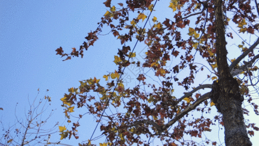 枫树摆动GIF图片