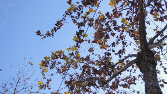 水中的枯叶枫树摆动GIF高清图片