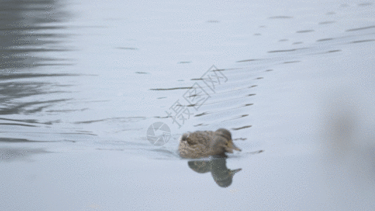 鸭子拍水GIF图片