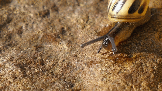 蜗牛爬行GIF图片