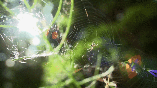 蜘蛛织网实拍GIF图片