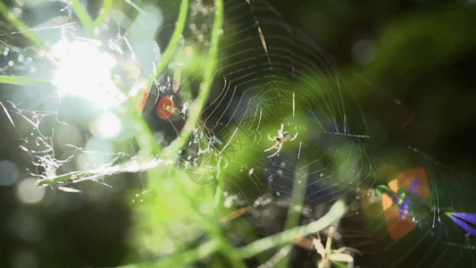 生肉丝蜘蛛织网实拍GIF高清图片