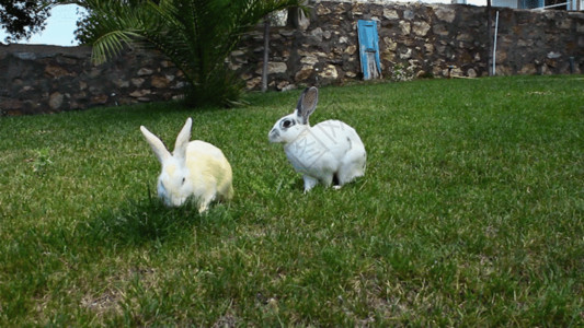 蹦蹦跳跳的兔子吃草GIF高清图片