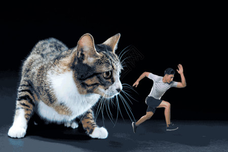 黑短裤猫咪和运动员gif高清图片