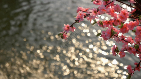 粉红色桃花枝桃花下的水波GIF高清图片