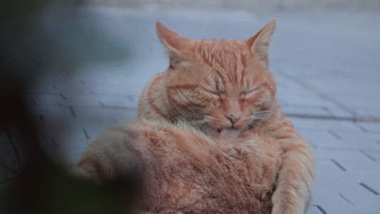 动物可爱橘猫爱干净的橘猫GIF高清图片