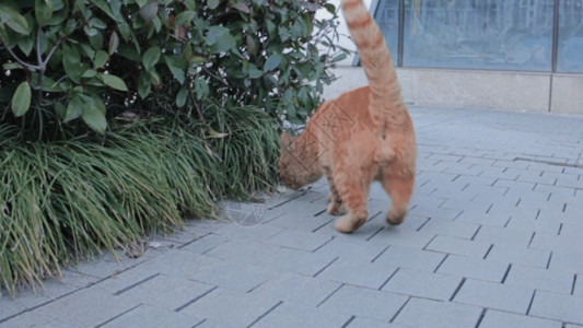 可爱的小橘猫玩耍中的橘猫GIF高清图片